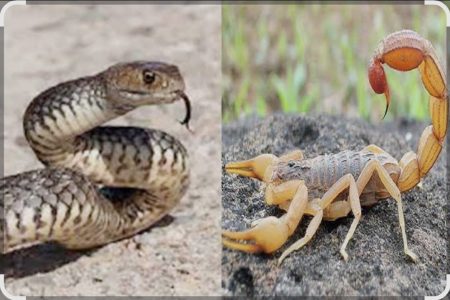 المديرية الجهوية لوزارة الصحة والحماية الاجتماعية ترسم استراتيجية محكمة للوقاية من الإصابات بلسعات العقارب