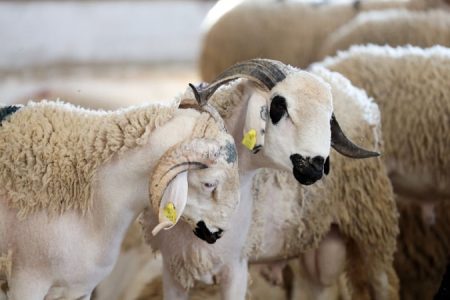 القطيع الوطني للماشية: إحصاء أزيد من 32,8 مليون رأس