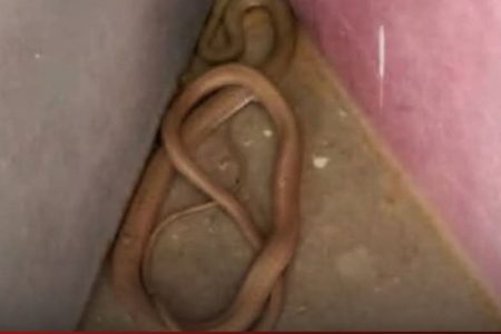 نجاة طفلة من لدغة أفعى داخل مرحاض مؤسسة تعليمية بتنغير تُثير قلق الأسر