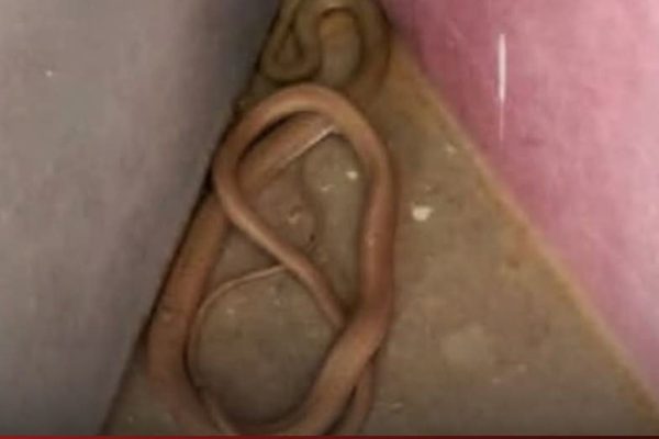 نجاة طفلة من لدغة أفعى داخل مرحاض مؤسسة تعليمية بتنغير تُثير قلق الأسر