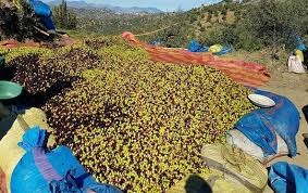 معاصر الزيتون بإقليم تاونات:  “حاميها حراميها” وجرائم بيئية تهدد الماء والحياة