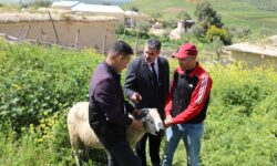 محمد مزور المدير الاقليمي للفلاحة بفاس يأكد أن وضعية القطيع بإقليم مولاي يعقوب متوفرة وجيدة