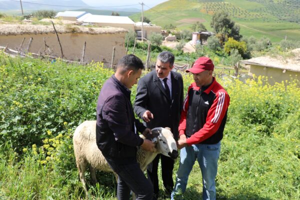 محمد مزور المدير الاقليمي للفلاحة بفاس يأكد أن وضعية القطيع بإقليم مولاي يعقوب متوفرة وجيدة