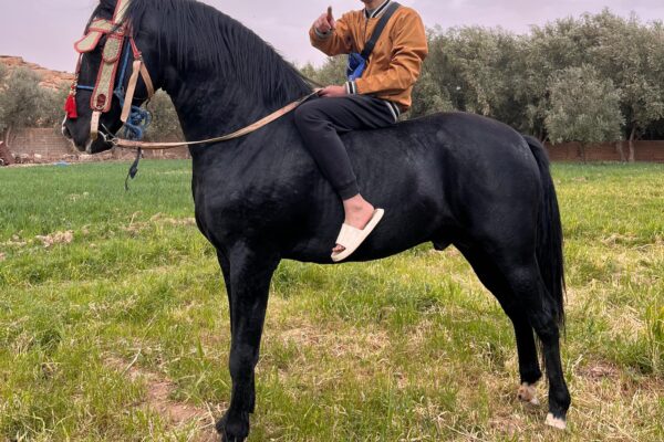 بولمان ينتفض دفاعاً عن الخيول العربية البربرية المربون يرفضون نقل المباراة إلى مكناس ويهددون بالمقاطعة