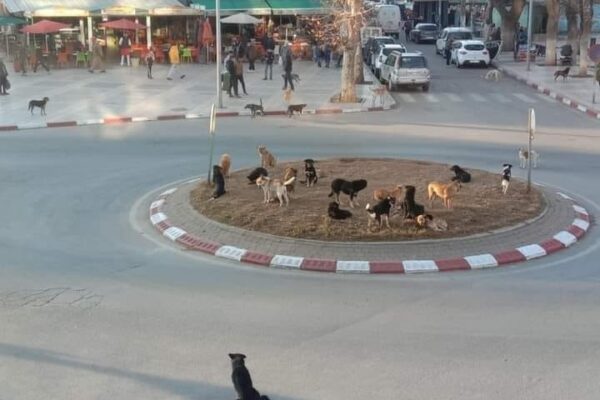إيموزار كندر تحت حصار الكلاب الضالة، خطر يهدد السكان والزوار ويضرب السياحة في العمق